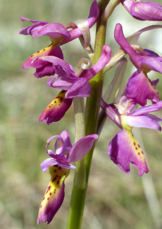 Marsica 2022, Monte Girifalco e Monte Arunzo  Le orchidee e la storia.